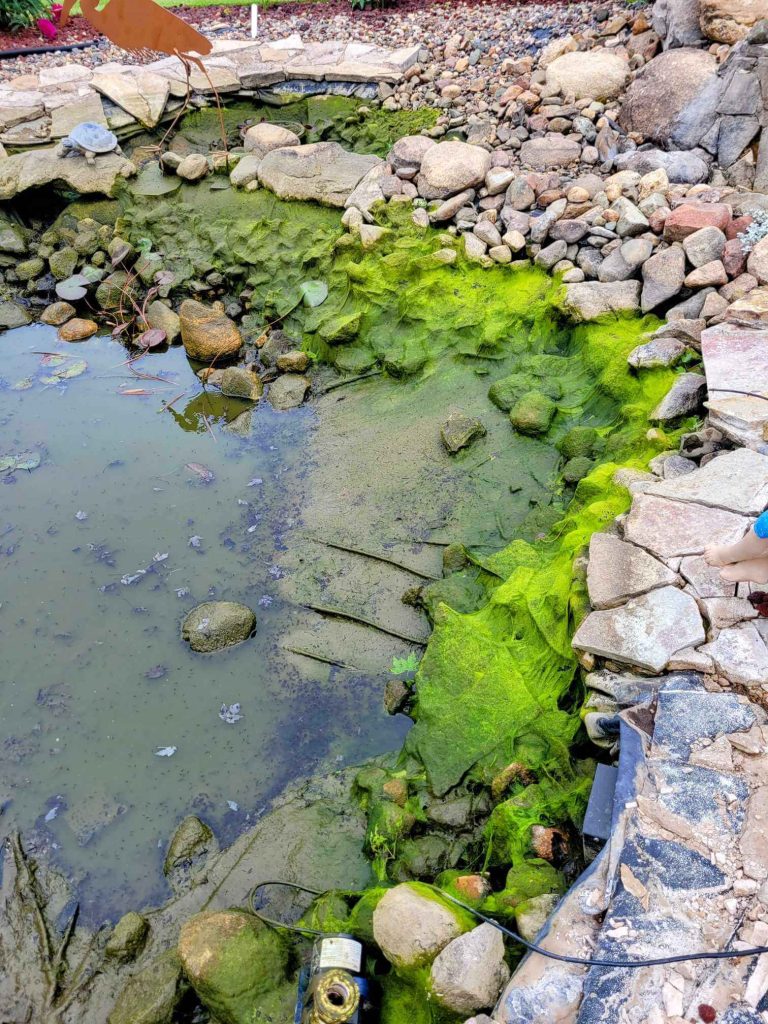 green algae bloom in dirty Minnesota pond