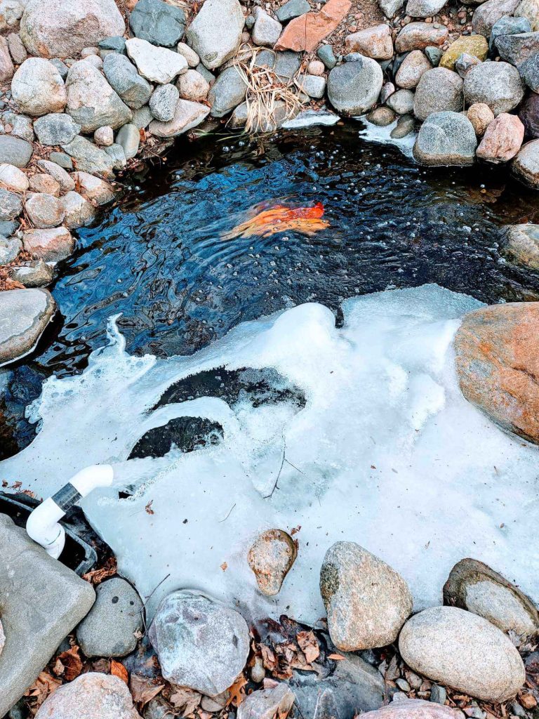 koi and goldfish in frozen Minnesota pond through winter