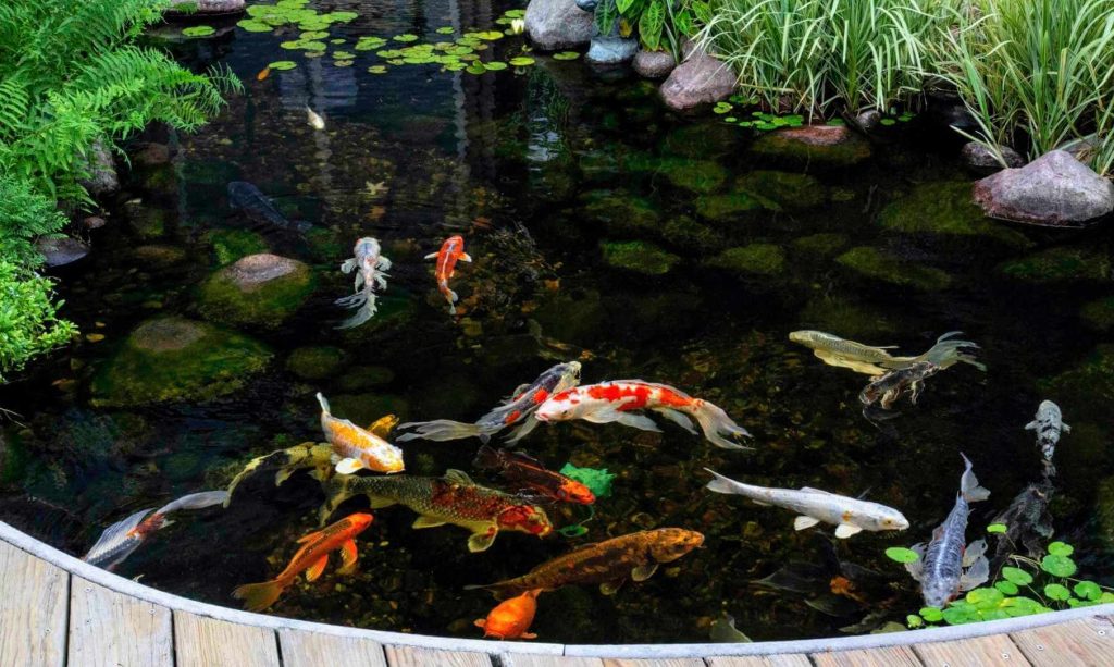 koi fish in a clear Minnesota pond