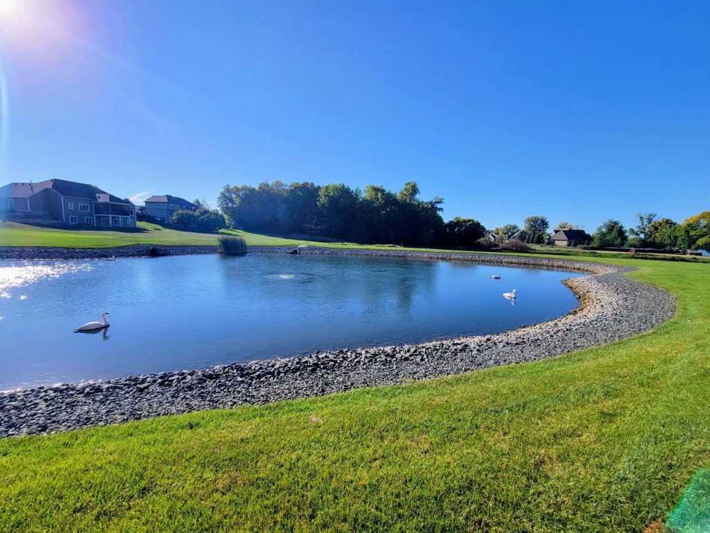healthy natural pond with birds and wildlife