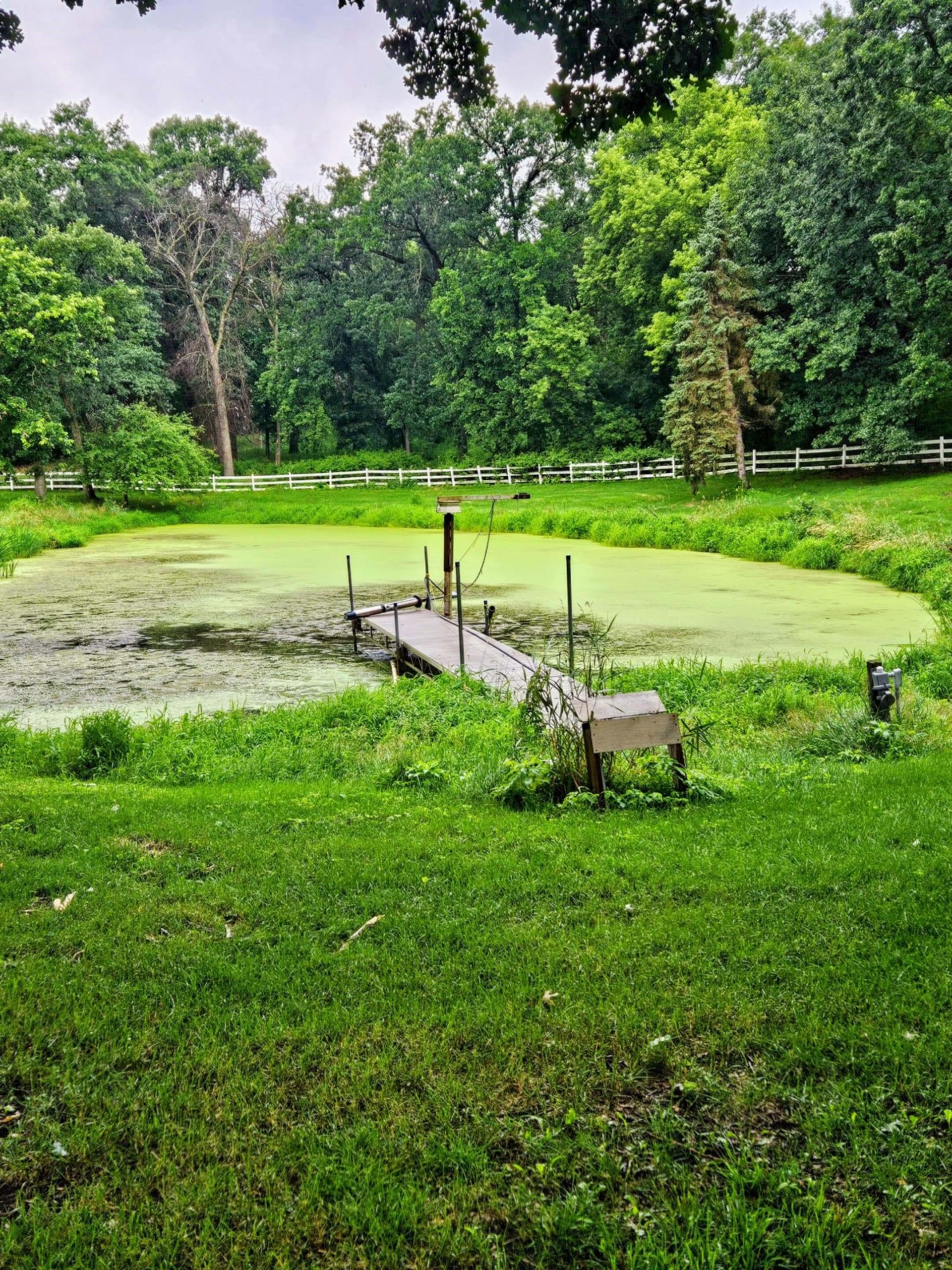 nasty pond covered in algae and weeds