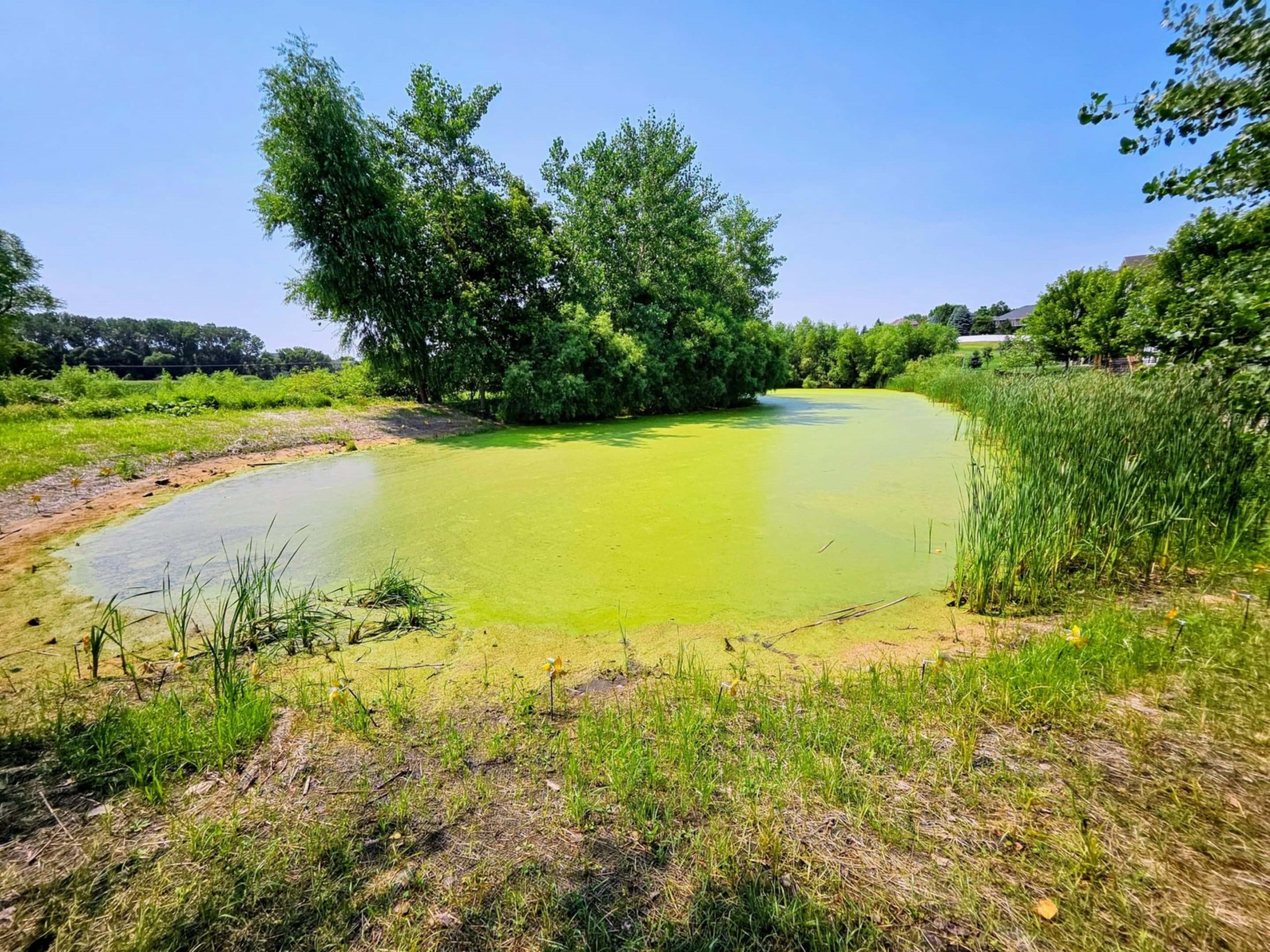 overgrown pond filled with algae bloom