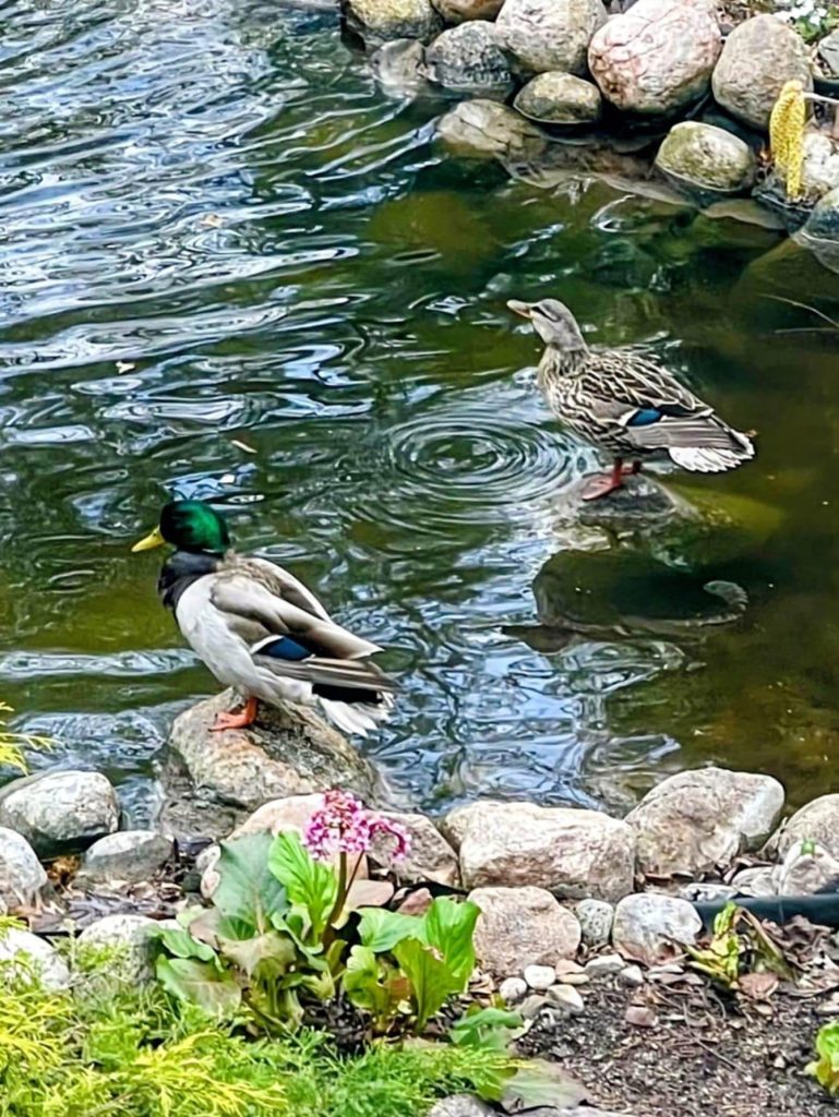 ducklings and parent ducks in pond feature