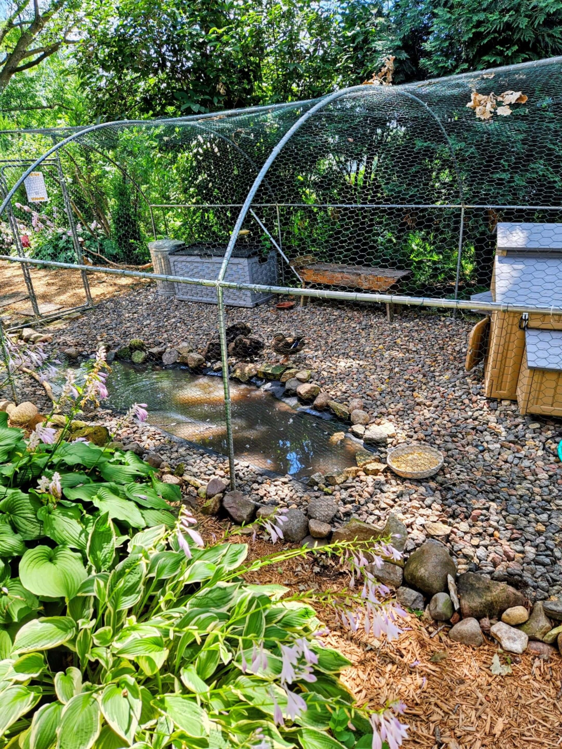 messy duck pond for rehabilitation habitat