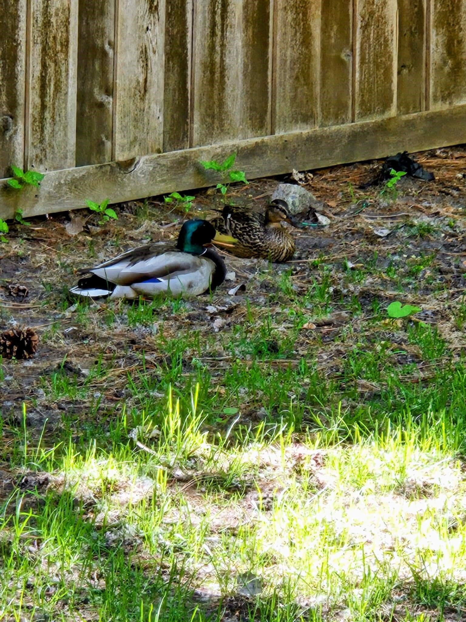 pair of ducks sitting as a couple in backyard