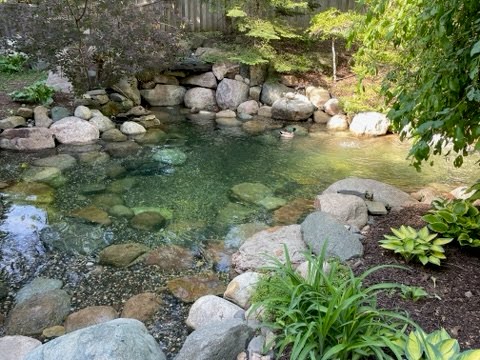 Minneapolis ecosystem pond with ducks